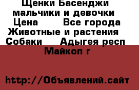 Щенки Басенджи ,мальчики и девочки › Цена ­ 1 - Все города Животные и растения » Собаки   . Адыгея респ.,Майкоп г.